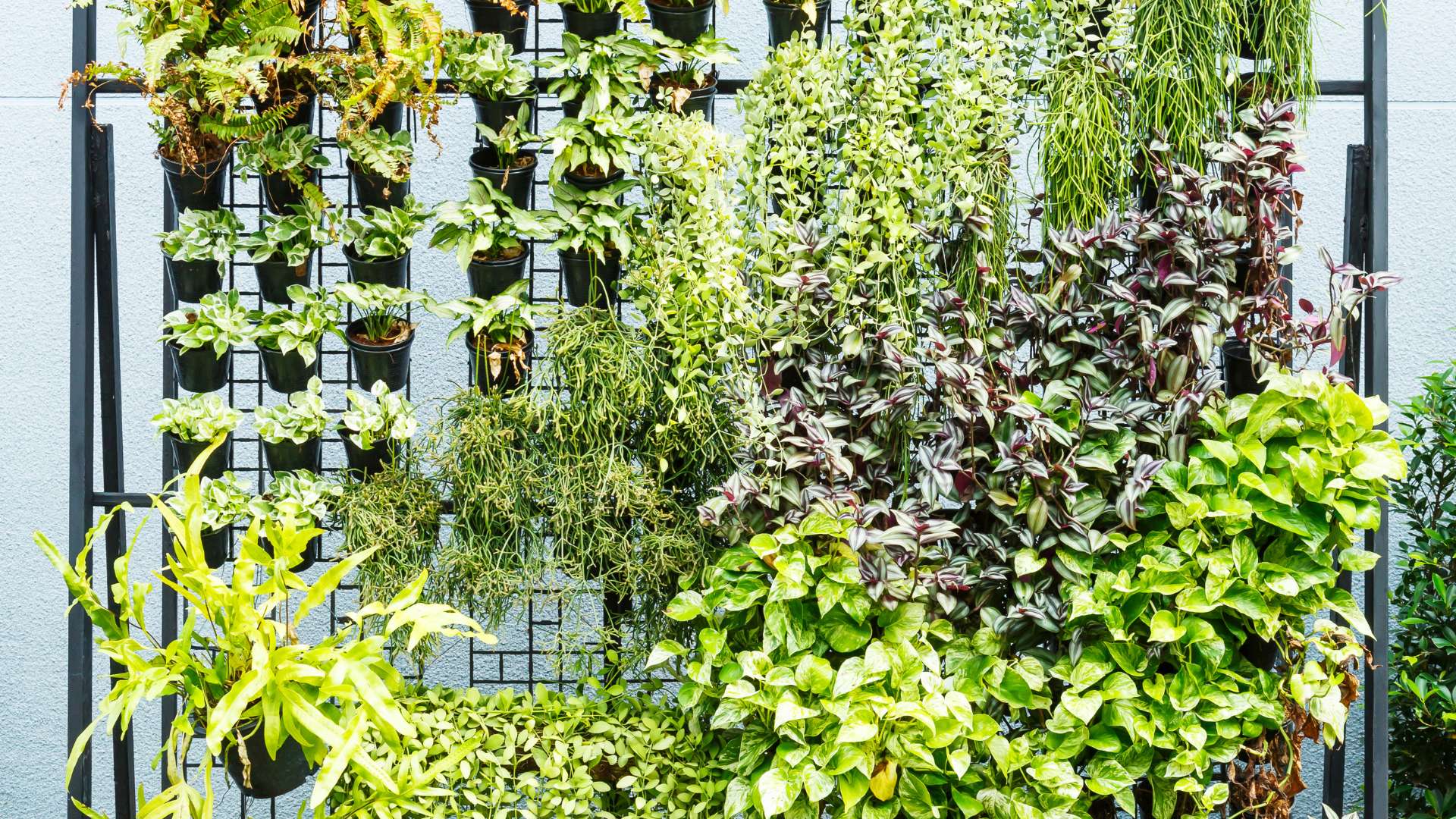 Vertical Garden: