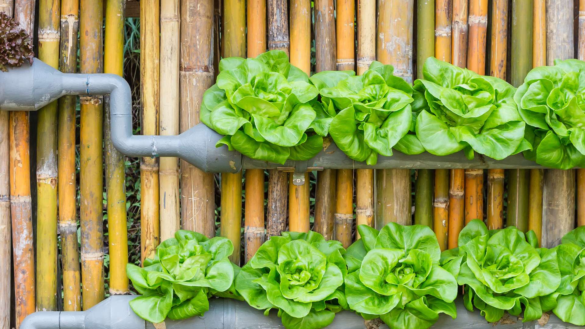  Vertical Garden: